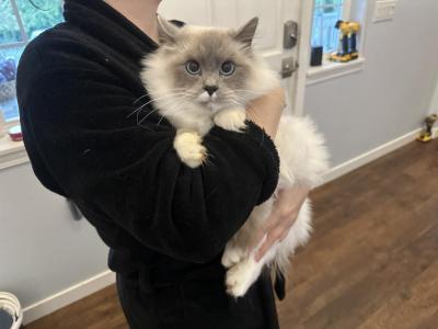 Kai AVAILABLE - Ragdoll - Gallery Photo #1