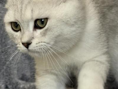 British Shorthair Silver Boy - British Shorthair - Gallery Photo #1