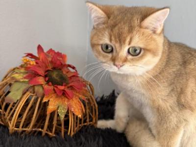 Quincy Scottish Fold Golden Male - Scottish Fold - Gallery Photo #1