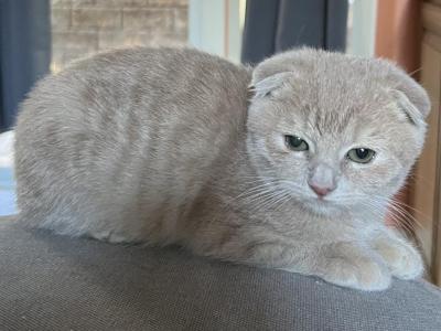 Baby - Scottish Fold - Gallery Photo #1