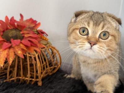 Umbria Scottish Fold Golden Female - Scottish Fold - Gallery Photo #1