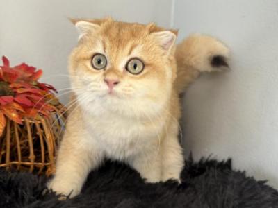 Tripp Scottish Fold Golden Boy - Scottish Fold - Gallery Photo #1