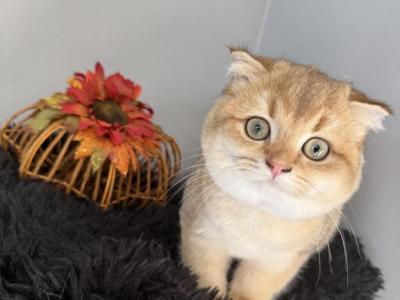 Ty Scottish Fold Golden Boy - Scottish Fold - Gallery Photo #1