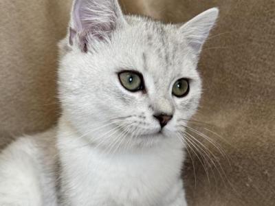 Chinchilla Silver Coconut - British Shorthair - Gallery Photo #1