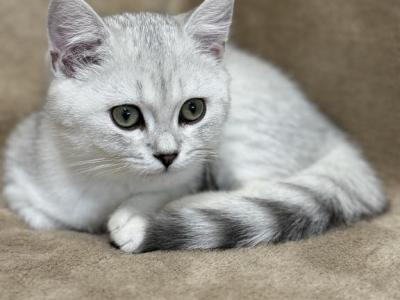 British Shorthair Silver Chinchilla - British Shorthair - Gallery Photo #1