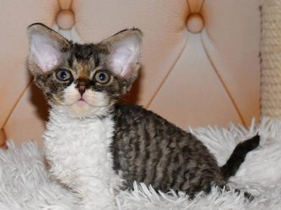 Rosmarin - Devon Rex - Gallery Photo #1