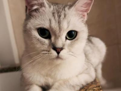 Kelly - British Shorthair - Gallery Photo #1