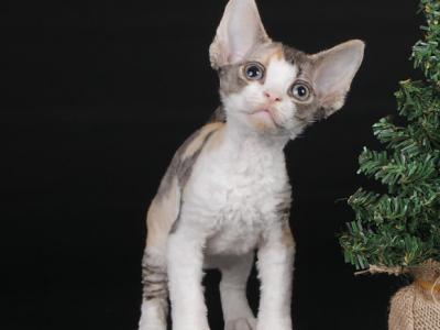 B Buzz - Devon Rex - Gallery Photo #1