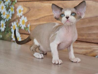 Teodor_ - Devon Rex - Gallery Photo #1