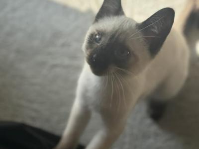 Siamese Kittens - Siamese - Gallery Photo #1