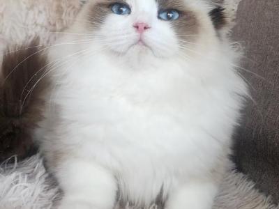 Male RAGDOLL Kitten - Ragdoll - Gallery Photo #1