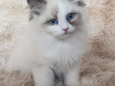 Ragdolls Kittens Males And Females Available - Ragdoll - Gallery Photo #1