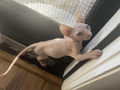 Kisulja - Sphynx - Gallery Photo #1