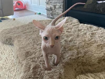 Cream Male Kitten - Sphynx - Gallery Photo #1