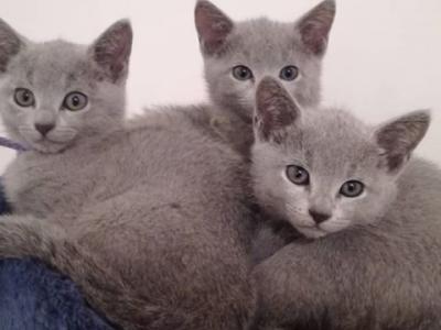 Russian Blue Litter 4 - Russian Blue - Gallery Photo #1