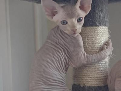 Lilac Male Kitten - Sphynx - Gallery Photo #1