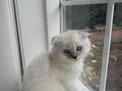 Maple - Scottish Fold - Gallery Photo #1