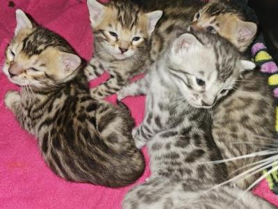 Zira's Litter - Bengal - Gallery Photo #1