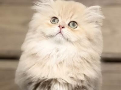 Long Hair Girl - British Shorthair - Gallery Photo #1