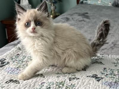 Male Black Collar - Ragdoll - Gallery Photo #1