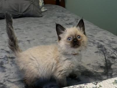 Male Brown Collar - Ragdoll - Gallery Photo #1