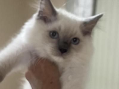 Suzy Ragdoll Kittens - Ragdoll - Gallery Photo #1