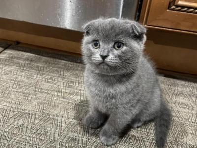 Munchkin - Scottish Fold - Gallery Photo #1