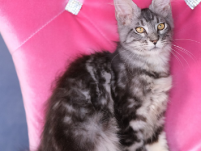 Pure Boy Main Coon - Maine Coon - Gallery Photo #1