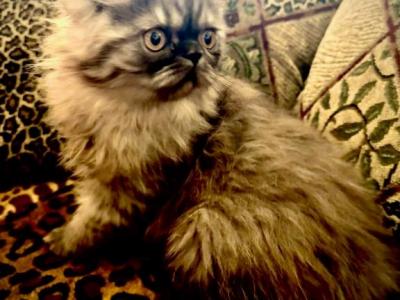 Prince A Rare Colored Tabby Persian - Persian - Gallery Photo #1