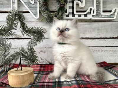 Wishbone - Ragdoll - Gallery Photo #1