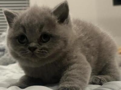 Cannolo - British Shorthair - Gallery Photo #1