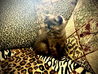 Honey Is A Beautiful Persian Exotic Mix - Persian - Gallery Photo #1