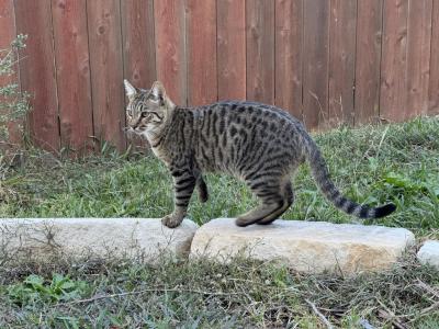 F2 Cashmere Males - Bengal - Gallery Photo #1