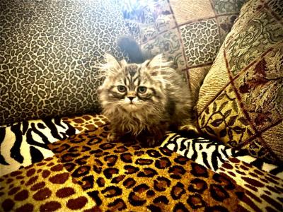 Mr Cuddles Is A Sweet Mackerel Tabby Persian - Persian - Gallery Photo #1