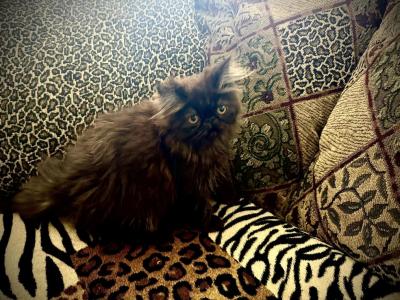 Gypsy Is A Rare Black Smoke Persian - Persian - Gallery Photo #1