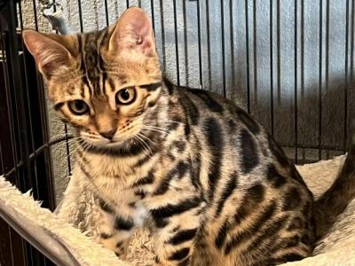 Bengal Cats - Bengal - Gallery Photo #1