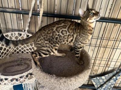 Adult Bengal Female - Bengal - Gallery Photo #1