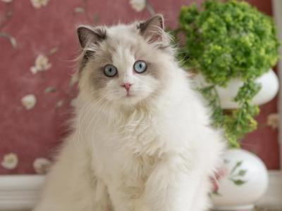 Snowy - Ragdoll - Gallery Photo #1