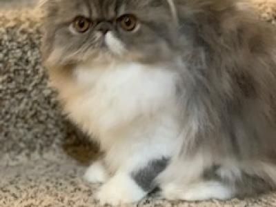 Blue Tabby & White Female - Persian - Gallery Photo #1