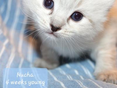 Nukah Seal Lynx Ragdoll   Genesis Litter - Ragdoll - Gallery Photo #1