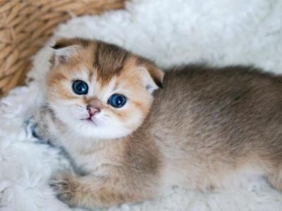 T R I S T A N - Scottish Fold - Gallery Photo #1