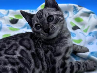 Aria's Large Rosetted Male - Bengal - Gallery Photo #1