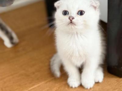 T I L L Y - Scottish Fold - Gallery Photo #1