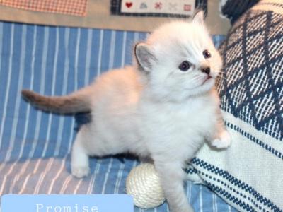 Promise Seal Lynx Mitted Ragdoll  Genesis Litter - Ragdoll - Gallery Photo #1