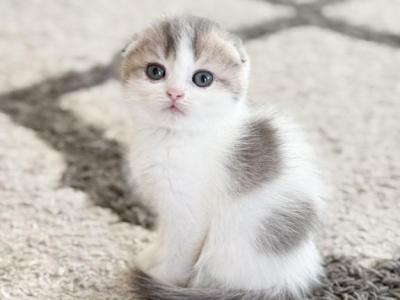 U L Y S S E - Scottish Fold - Gallery Photo #1