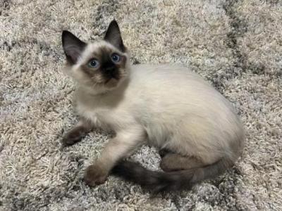 Brown Collar Male - Ragdoll - Gallery Photo #1