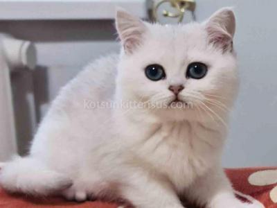 Lana Silver Shaded British Shorthair Chunky Girl - British Shorthair - Gallery Photo #1