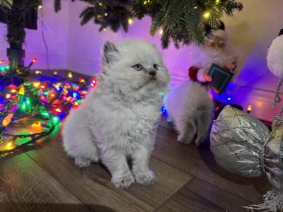 Puffy - British Shorthair - Gallery Photo #1