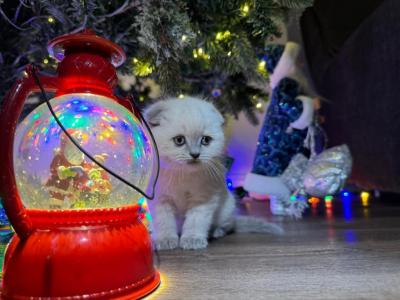 Bella - Scottish Fold - Gallery Photo #1