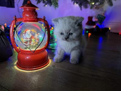 Max - British Shorthair - Gallery Photo #1